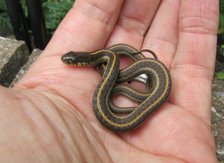 Coast Garter Snake